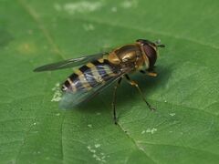 Syrphus