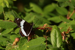 Limenitis arthemis rubrofasciata