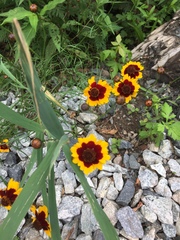 Coreopsis tinctoria