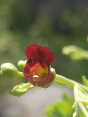 Scrophularia hirta