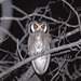 Southern White-faced Owl - Photo (c) greglasley, some rights reserved (CC BY-NC), uploaded by Greg Lasley