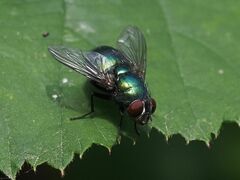 Lucilia