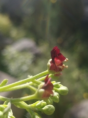 Scrophularia hirta