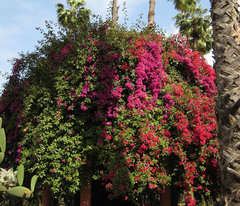 Bougainvillea