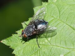 Calliphora vicina