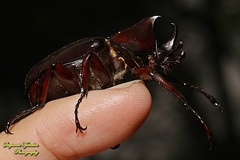 Xylotrupes gideon