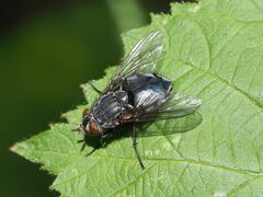 Calliphora vicina