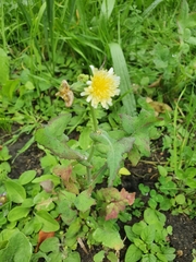 Sonchus oleraceus