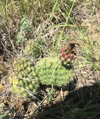 Opuntia polyacantha polyacantha