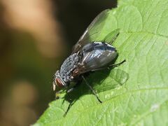 Calliphora vicina