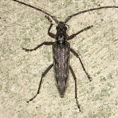 Elytrimitatrix undata