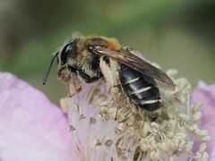Andrena