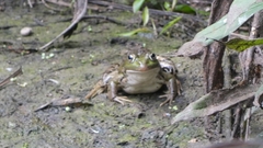 Pelophylax ridibundus