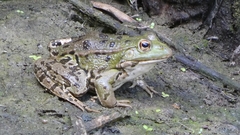 Pelophylax ridibundus