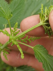 Urtica galeopsifolia