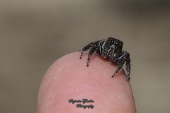 Anarrhotus fossulatus