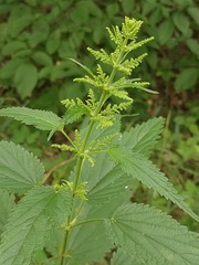 Urtica galeopsifolia