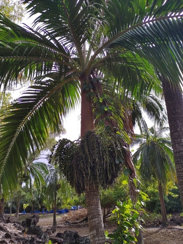 Hurricane Palm (Dictyosperma album)