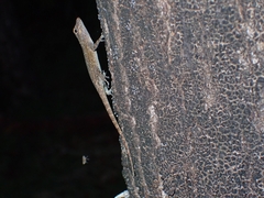 Anolis distichus