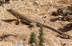 Acanthodactylus margaritae