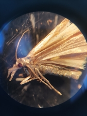 Agriphila straminella