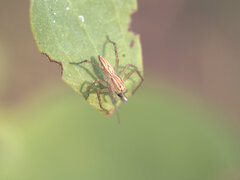 Oxyopes elegans