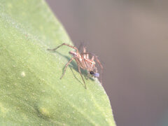 Oxyopes elegans