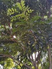 Zanthoxylum heterophyllum