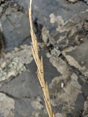 Thinopyrum elongatum