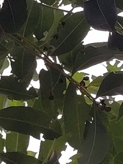 Zanthoxylum heterophyllum