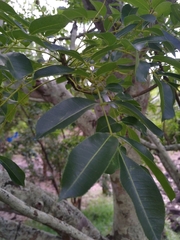 Zanthoxylum heterophyllum