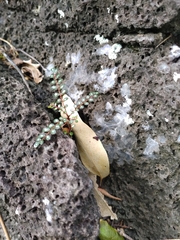 Zanthoxylum heterophyllum