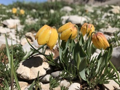 Fritillaria aurea