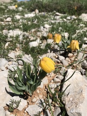 Fritillaria aurea