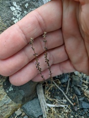 Galium verticillatum