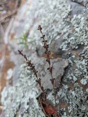 Galium verticillatum