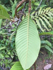Davilla kunthii