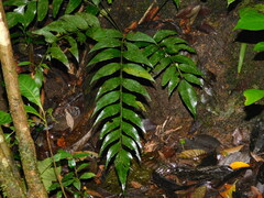 Asplenium macrophyllum