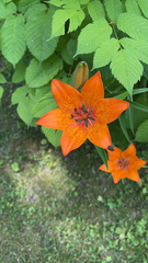 Lilium bulbiferum