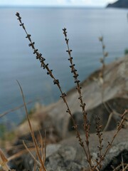 Galium verticillatum