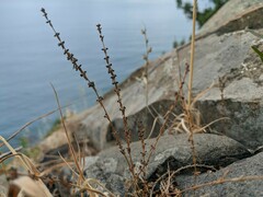 Galium verticillatum