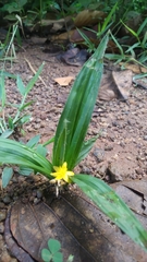 Curculigo orchioides