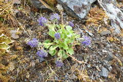 Veronica alaskensis
