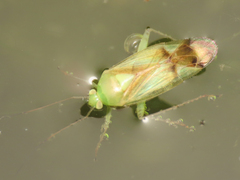 Neolygus viridis