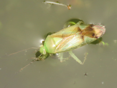 Neolygus viridis