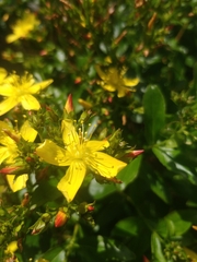 Hypericum glandulosum