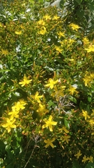 Hypericum glandulosum