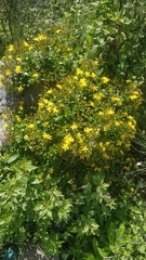 Hypericum glandulosum