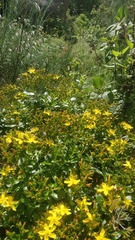 Hypericum glandulosum