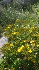 Hypericum glandulosum